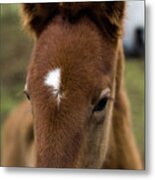Head And Eyes Of A Baby Horse Metal Print
