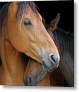 Head Shot Of Horse And Pony Hugging On Metal Print