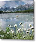 Hector Lake In Banff National Park Metal Print