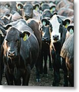 Herd Of Cows Wearing Tags In Ears Metal Print