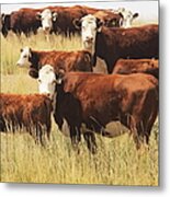 Hereford Cow Farm Pasture Livestock Metal Print