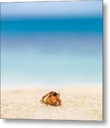 Hermit Crab At Beach. Endless Tropical Metal Print