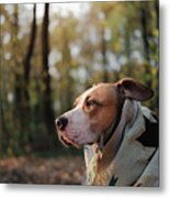 Hero Shot Of A Dog In Blanket In The Autumn Forest Metal Print