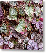 Heuchera Leaves Metal Print