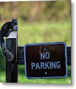 Hey Squirrel No Parking Metal Print