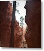 Hidden Forest, Bryce Canyon Metal Print