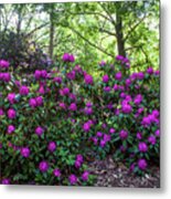 Hidden In Shadow. Fairy Rhododendron Woods 1 Metal Print