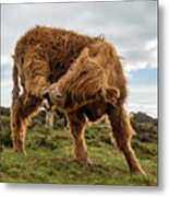 Highland Cow Having A Scratch Metal Print