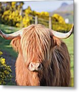 Highland Cow In Flowering Gorse Metal Print