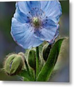 Himalayan Blue Poppy Flower And Buds Metal Print