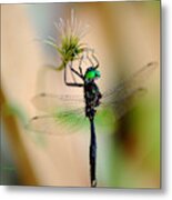 Hines Emerald Dragonfly Metal Print
