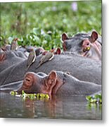 Hippos And Oxpecker Birds In Lake Metal Print