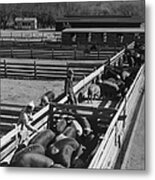 Hog Farm Metal Print