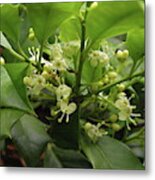 Holly Blossoms Metal Print