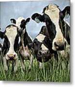 Holstein Cows Metal Print