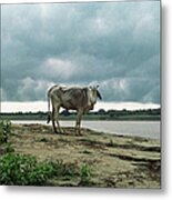 Holy Cow By Ganges River Metal Print