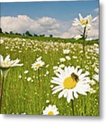 Honey Bee In Wild Daisy Meadow Idyllic Metal Print