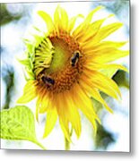 Honey Bees On Sunflower Metal Print