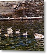 Honker Family Swim Metal Print