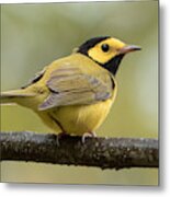 Hooded Warbler Metal Print