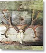 Horns Metal Print