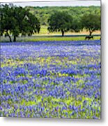 Horses In Bluebonnets Ii Metal Print