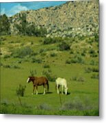 Horses On A Hillside Metal Print