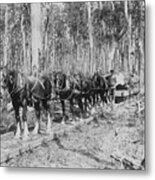 Horses Pulling Logs Metal Print