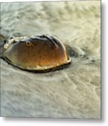 Horseshoe Crab On The Beach Metal Print