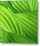 Hosta Leaves Metal Print