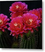 Hot Pink Easter Lilly Cactus Metal Print