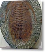 Huge Trilobite Fossil, Hundreds Of Millions Of Years Old Metal Print