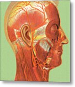 Human Head Muscle Anatomy Metal Print