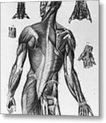 Human Musculature Metal Print