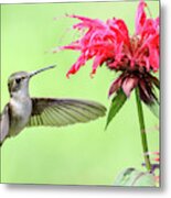 Hummingbird And Bee Balm 2 Metal Print