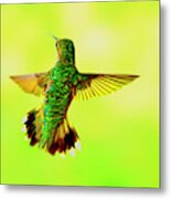 Hummingbird Back Metal Print