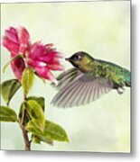 Hummingbird Delight Metal Print