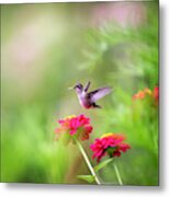 Hummingbird Flight Metal Print