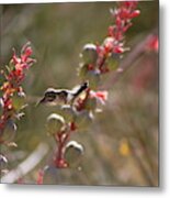 Hummingbird Flying To Red Yucca 1 In 3 Metal Print