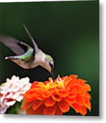 Hummingbird In Flight With Orange Zinnia Flower Metal Print