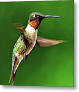 Hummingbird In Mid-air Metal Print