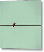 Hummingbird On A Wire Metal Print