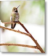 Hummingbird On Snowy Branch Metal Print