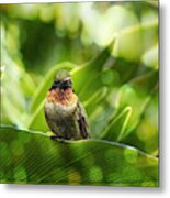 Hummingbird Portrait Metal Print