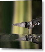 Hummingbird Reflection Metal Print