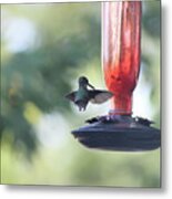 Hummingbird_368 Metal Print