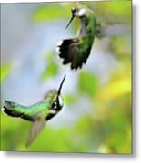 Hummingbirds Ensuing Battle Metal Print