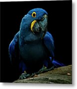 Hyacinth Macaw Metal Print