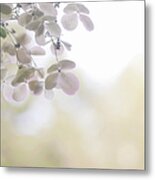 Hydrangea Paniculata Metal Print