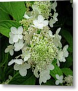 Hydrangea Tree Blossoms Metal Print